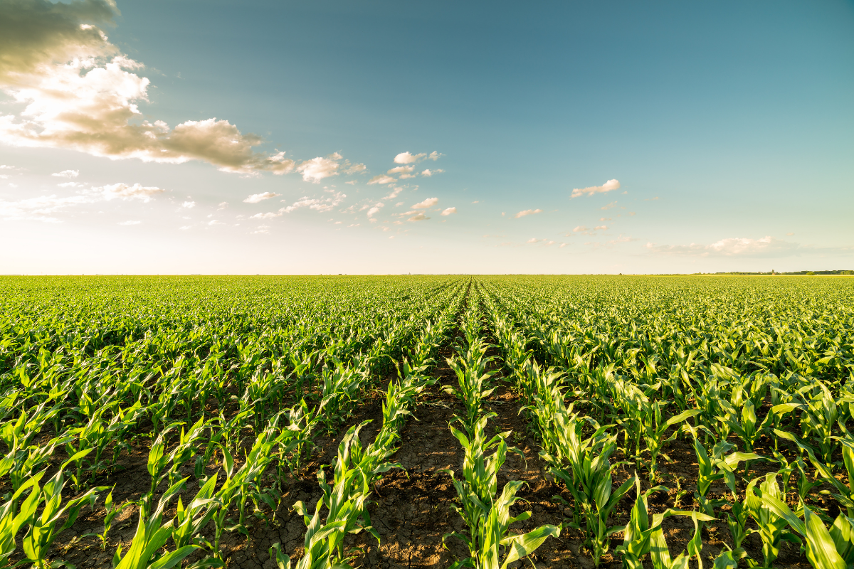 La agricultura sustentable en Chiapas y la Península de Yucatán